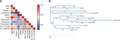 Antibodies Against the Plasmodium vivax Apical Membrane Antigen 1 From the Belem Strain Share Common Epitopes Among Other Worldwide Variants